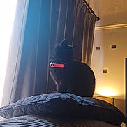 Bellatrix is registered to the contest to win money with this photo: animal, black_cat, cat, cozy, curtains, domestic_animal, furniture, home, indoor, light, mood_light, pet, pillow, quiet, red_collar, resting, shadow, silhouette, soft_light, window