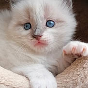 Sakura participe au concours pour gagner de l'argent avec cette photo : kitten, cat, blue_eyes, fluffy, white_fur, paw, soft, bed, pet, cute, animal, whiskers, nose, indoor, relaxed, closeup, young, feline, comfort, resting