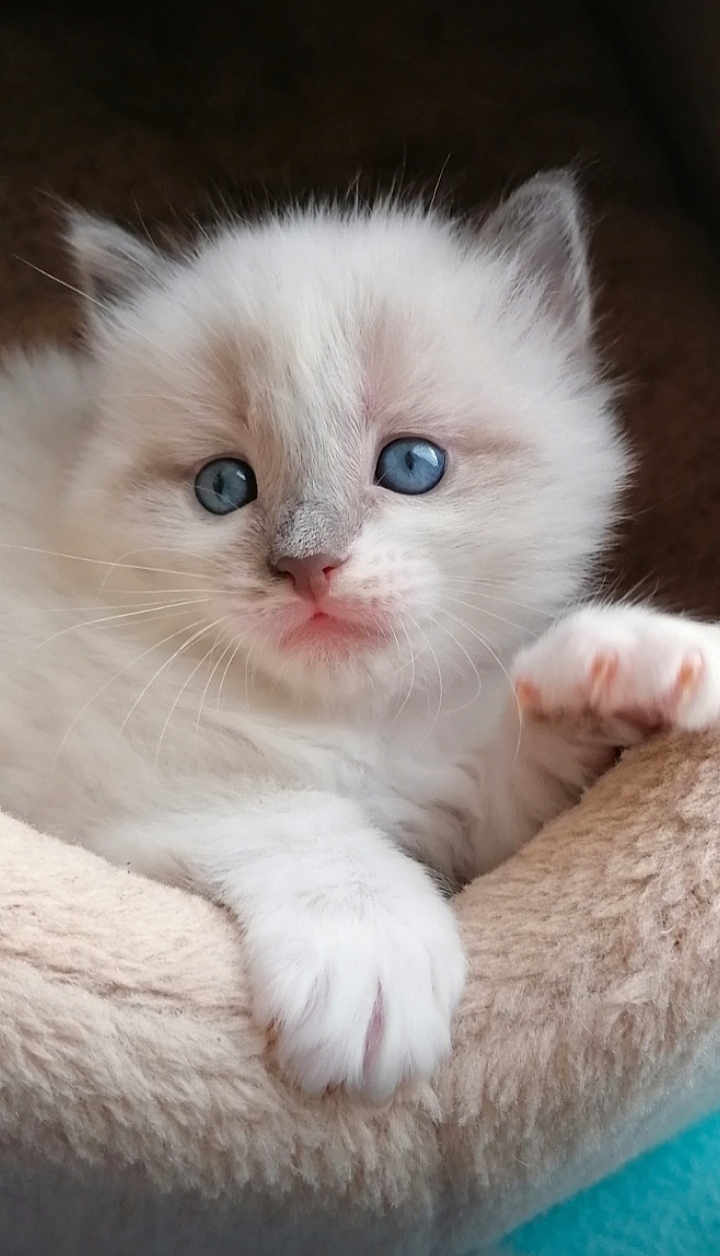 Sakura participe au concours pour gagner de l'argent avec cette photo : kitten, cat, blue_eyes, fluffy, white_fur, paw, soft, bed, pet, cute, animal, whiskers, nose, indoor, relaxed, closeup, young, feline, comfort, resting