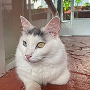Chloe joined the competition — help win amazing prizes! cat, heterochromia, white_fur, blue_eye, yellow_eye, domestic_cat, pet, indoor, relaxed, porch, floor, red_tile, glass_door, greenery, close_up, animal, whiskers, ears, cute, feline