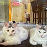 cat, white_cat, gray_markings, black_cat, indoor, floor, tiled_floor, chair, wooden_chair, door, yellow_wall, relaxed, pet, animal, feline, three_cats, home_interior, window_reflection, resting, domestic_pet