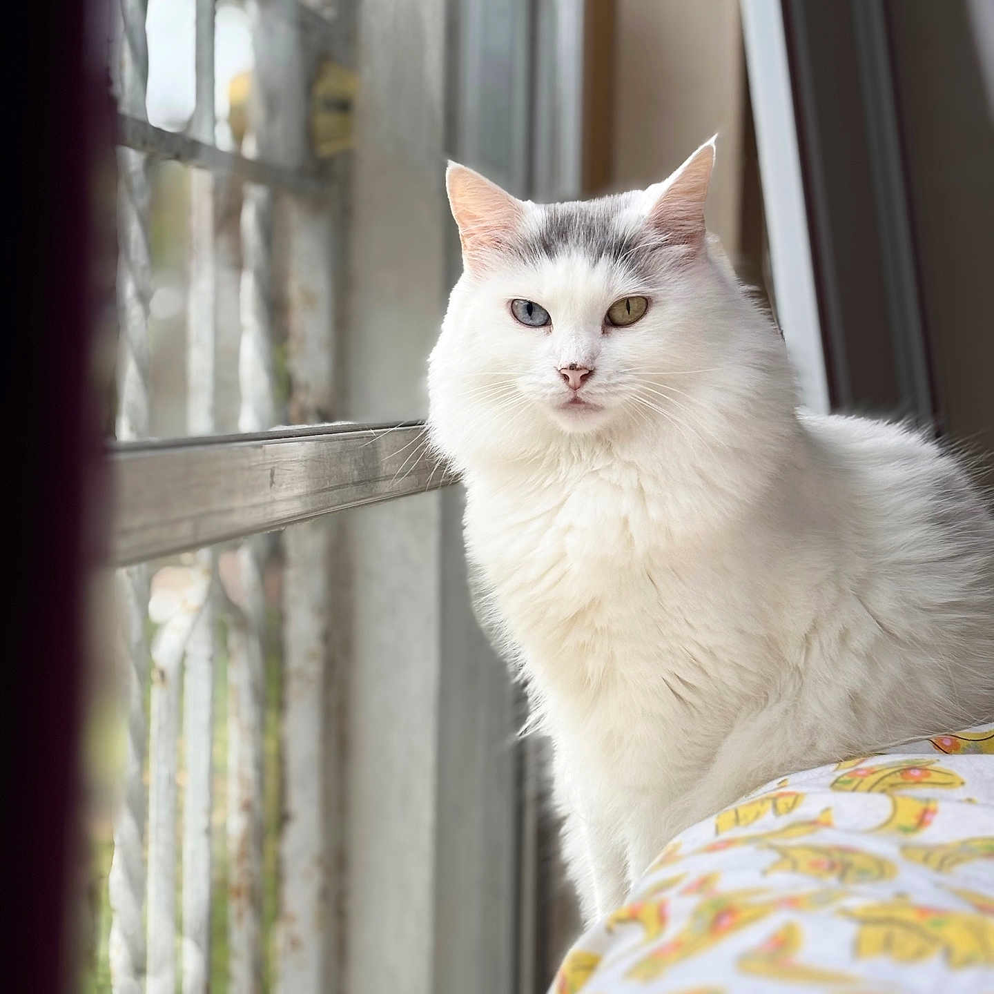 Chloe is registered to the contest to win money with this photo: cat, white_cat, heterochromia, blue_eye, yellow_eye, window, window_grill, indoor, pet, feline, fluffy, cozy, blanket, pattern, natural_light, portrait, animal, resting, looking, soft_light
