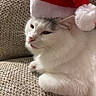 cat, white_cat, santa_hat, holiday, festive, pet, feline, cute, cozy, indoor, couch, textured_fabric, relaxed, fur, whiskers, pink_nose, animal, domestic, resting, closeup