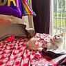 Chloe is registered to the contest to win money with this photo: cat, white_cat, birthday, birthday_decorations, pink_dress, floral_pattern, balloon, rainbow_balloon, bed, pillow, blanket, nautica, window, curtain, indoor, natural_light, plush_toy, pink, celebration, pet