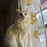 cat, white_cat, fluffy, sitting, window, curtain, flower_pattern, indoor, natural_light, heterochromia, pet, feline, domestic_animal, soft_light, cozy, close_up, portrait, household, relaxed, furniture