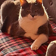 Lupette a rejoint le concours — aidez-le/la à gagner de superbes lots ! cat, gray_cat, white_cat, pet, feline, indoor, blanket, plaid, chair, cozy, relaxed, fur, animal, whiskers, ears, paw, resting, home, warm_light, comfortable