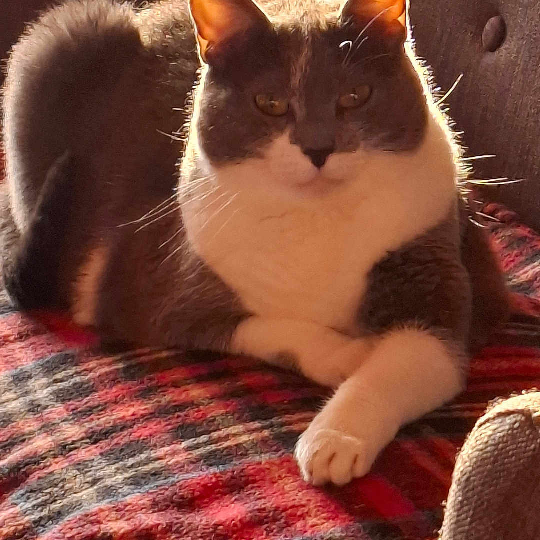 Lupette a rejoint le concours — aidez-le/la à gagner de superbes lots ! animal, blanket, cat, chair, comfortable, cozy, ears, feline, fur, gray_cat, home, indoor, paw, pet, plaid, relaxed, resting, warm_light, whiskers, white_cat