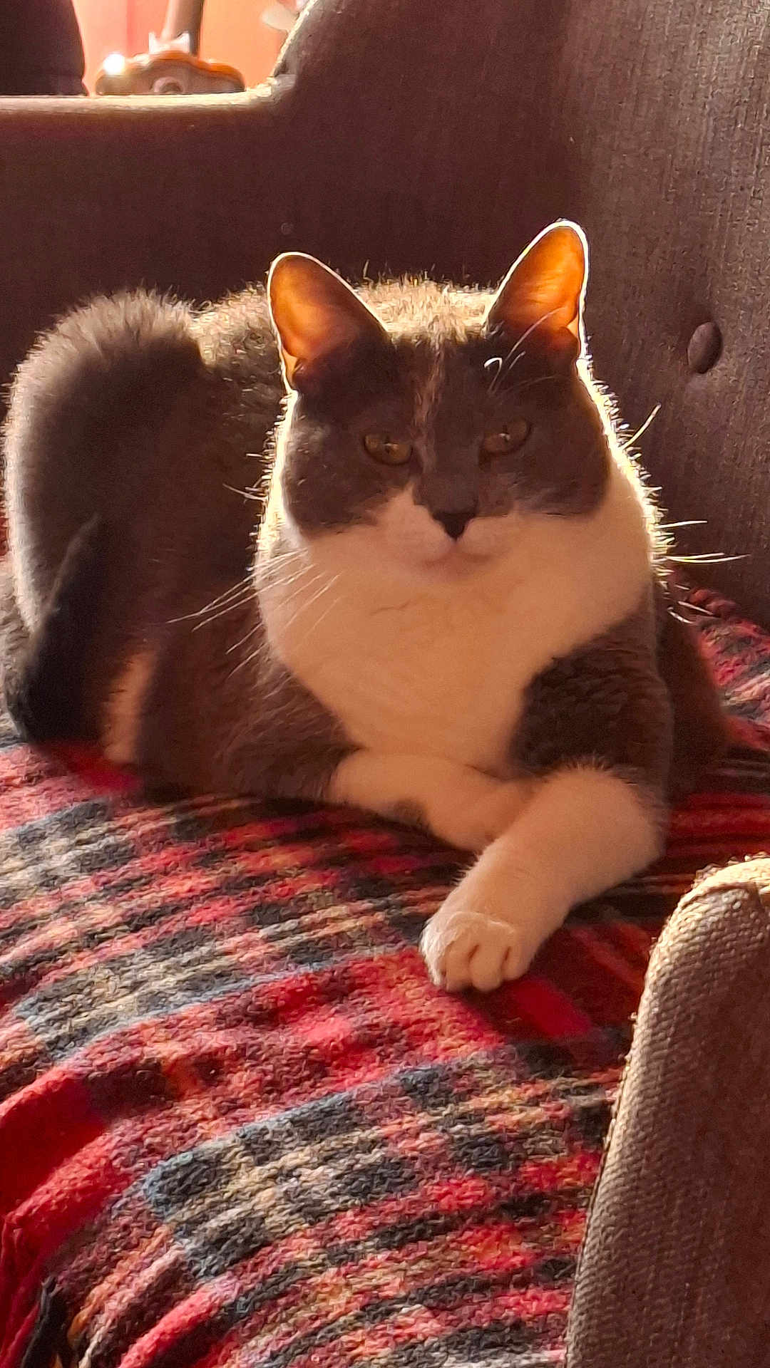 Lupette a rejoint le concours — aidez-le/la à gagner de superbes lots ! cat, gray_cat, white_cat, pet, feline, indoor, blanket, plaid, chair, cozy, relaxed, fur, animal, whiskers, ears, paw, resting, home, warm_light, comfortable