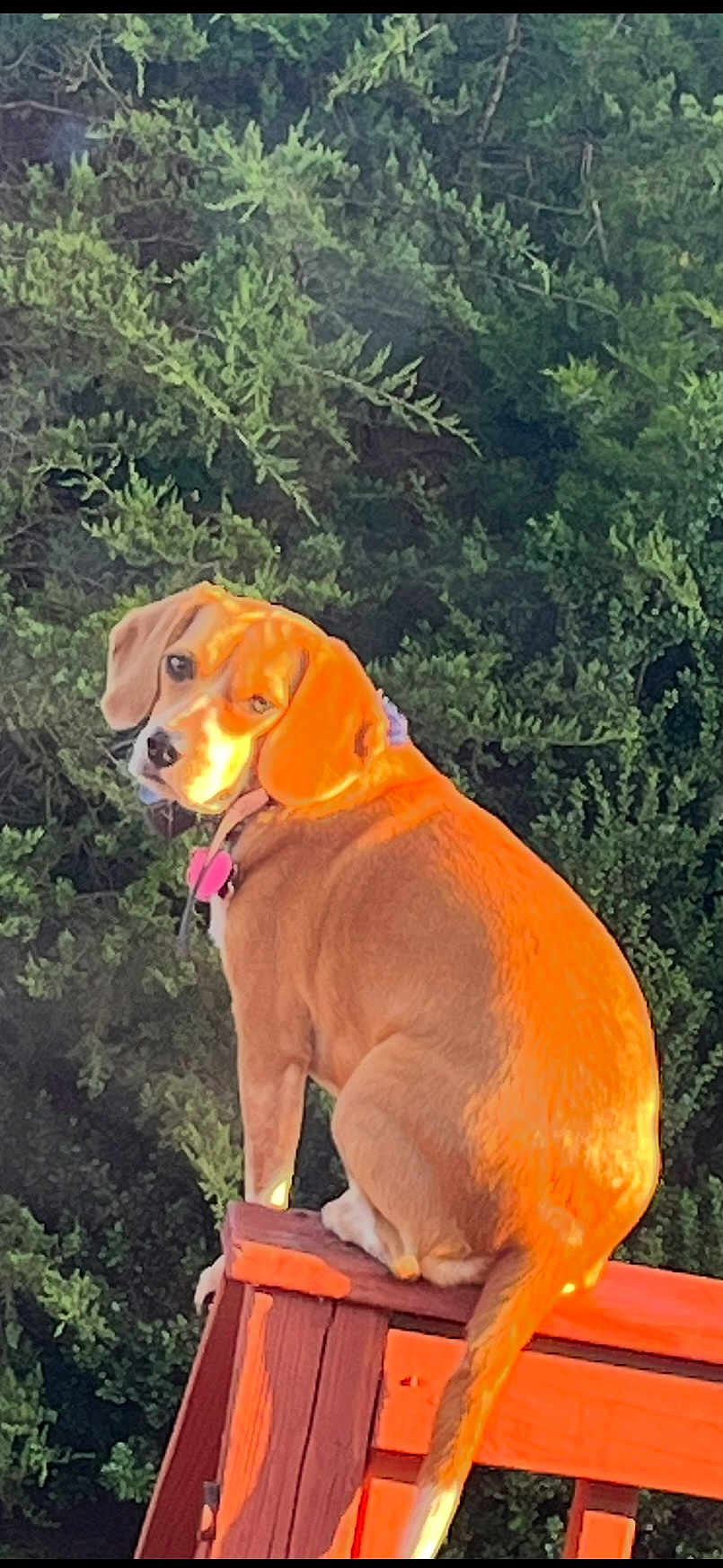 Dixie joined the competition — help win amazing prizes! dog, outdoor, sunlight, wooden_railing, greenery, pet, collar, animal, back_view, curious, sitting, nature, daylight, canine, ears, tail, fence, portrait, mischievous, bright