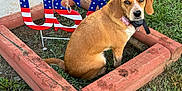 Dixie joined the competition — help win amazing prizes! dog, brown_dog, outdoor, grass, wooden_frame, patriotic_sign, usa, red_white_blue, collar, pet, animal, sitting, greenery, concrete, yard, nature, cute, loyal, summer, daytime