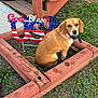 dog, brown_dog, outdoor, grass, wooden_frame, patriotic_sign, usa, red_white_blue, collar, pet, animal, sitting, greenery, concrete, yard, nature, cute, loyal, summer, daytime