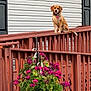 Dixie is registered to the contest to win money with this photo: dog, pet, outdoor, wooden_railing, flowers, hanging_pot, green_leaves, magenta_flowers, house_siding, tongue_out, collar, daylight, garden, nature, animal, summer, porch, canine, happy, sunlight