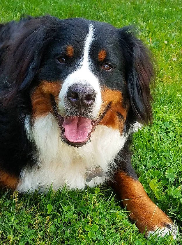 Stanley joined the competition — help win amazing prizes! appenzeller_sennenhund, australian_collie, australian_shepherd, bernese_mountain_dog, canidae, carnivore, companion_dog, dog, dog_breed, english_shepherd, entlebucher_mountain_dog, giant_dog_breed, greater_swiss_mountain_dog, mammal, rare_breed_dog, snout, sporting_group, vertebrate, working_dog