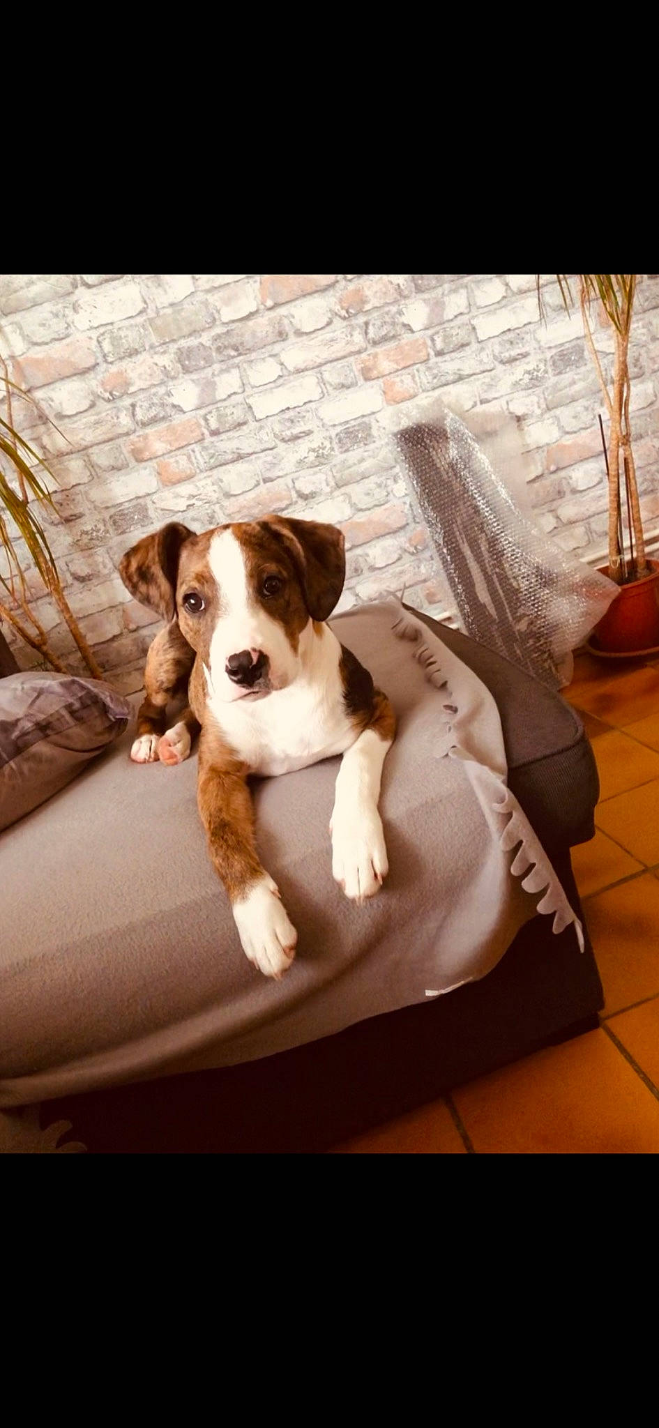 Sweety a rejoint le concours — aidez-le/la à gagner de superbes lots ! canidae, carnivore, comfort, companion_dog, couch, dog, dog_breed, fawn, flooring, hardwood, linens, paw, pet_supply, recipe, rectangle, snout, sporting_group, table, wood, working_animal