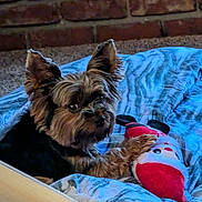 Nugget joined the competition — help win amazing prizes! animal, bed, blanket, blue, brick_wall, carpet, cozy, cute, dog, ears, fur, indoor, looking, lying_down, pet, plush, red, resting, small_dog, toy