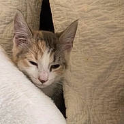 Calista joined the competition — help win amazing prizes! kitten, cat, sleepy, quilt, blanket, cozy, fur, pet, animal, indoors, cute, resting, small, soft, closeup, whiskers, ears, face, young, domestic_cat