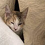kitten, cat, sleepy, quilt, blanket, cozy, fur, pet, animal, indoors, cute, resting, small, soft, closeup, whiskers, ears, face, young, domestic_cat
