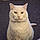 Mr Booboo
