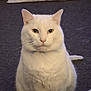 cat, white_cat, pet, indoor, carpet, animal, feline, sitting, looking, ears, whiskers, fur, domestic_animal, cute, household, floor, portrait, front_view, still_life, calm