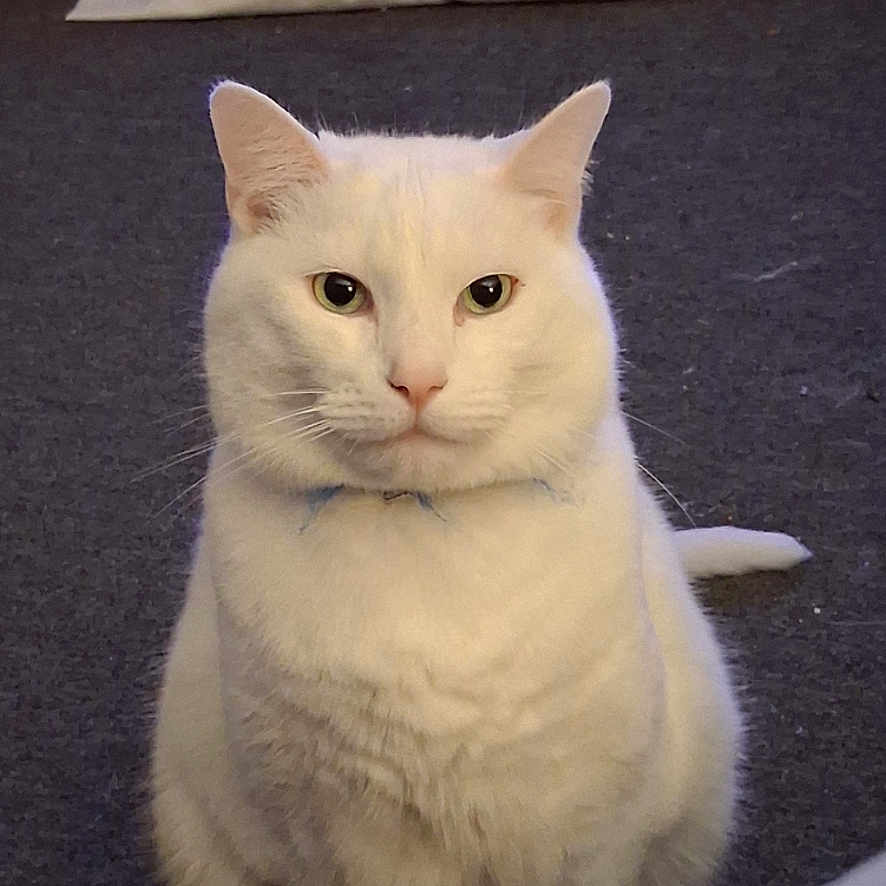 Mr Booboo joined the competition — help win amazing prizes! animal, calm, carpet, cat, cute, domestic_animal, ears, feline, floor, front_view, fur, household, indoor, looking, pet, portrait, sitting, still_life, whiskers, white_cat
