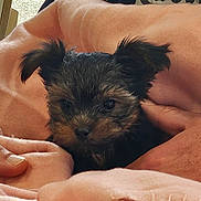 Vadrouille participe au concours pour gagner de l'argent avec cette photo : affenpinscher, animal, ball, bed, bedroom, blanket, canine, cat, couch, dog, furniture, indoors, kitten, person, pet, poodle, puppy, room, sleeping, terrier