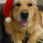 Stark participe au concours pour gagner de l'argent avec cette photo : dog, golden_retriever, santa_hat, pet, animal, indoor, couch, fur, tongue, cute, christmas, holiday, smiling, mammal, domestic_animal, friendly, relaxed, face, paw, canine
