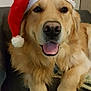 dog, golden_retriever, santa_hat, pet, animal, indoor, couch, fur, tongue, cute, christmas, holiday, smiling, mammal, domestic_animal, friendly, relaxed, face, paw, canine