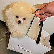 O Neil participe au concours pour gagner de l'argent avec cette photo : adorable, animal, black_handle, closeup, cute, dog, face, floor, fluffy, fur, hand, indoor, looking, pet, pomeranian, puppy, shopping_bag, small, tile_floor, white