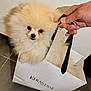 adorable, animal, black_handle, closeup, cute, dog, face, floor, fluffy, fur, hand, indoor, looking, pet, pomeranian, puppy, shopping_bag, small, tile_floor, white