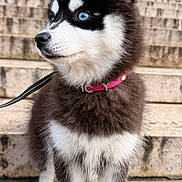 Icy participe au concours pour gagner de l'argent avec cette photo : adorable, black_and_white, blue_eyes, close_up, dog, fluffy, fur, husky, leash, nose, outdoor, pet, pink_collar, portrait, puppy, sitting, stairs, stone_steps, whiskers, young