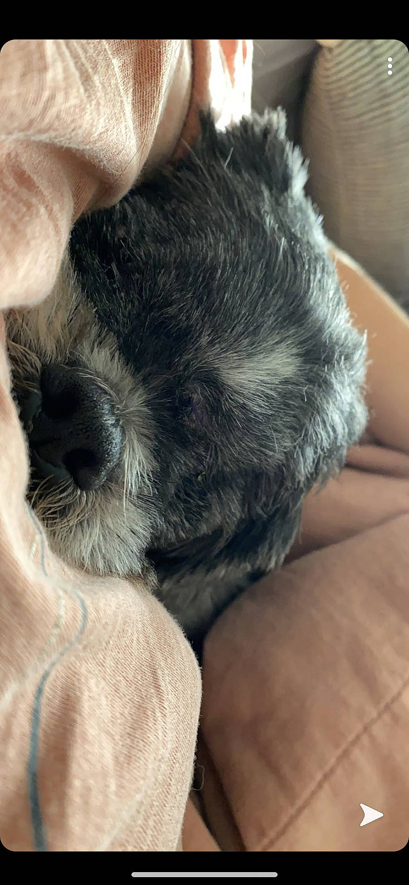 Ekon joined the competition — help win amazing prizes! canidae, carnivore, comfort, companion_dog, dog, dog_breed, ear, fawn, foot, fur, liver, paw, puppy_love, snout, sporting_group, tail, toy_dog, whiskers, working_animal, wrinkle