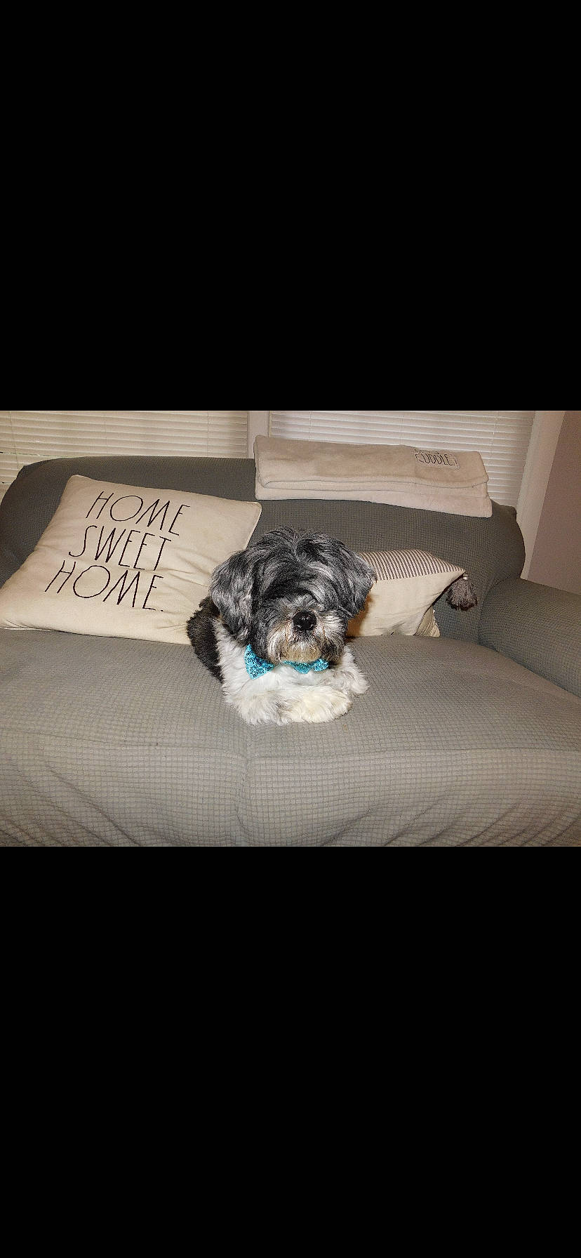 Ekon is registered to the contest to win money with this photo: bedding, carnivore, cloud, comfort, companion_dog, couch, dog, dog_breed, dog_supply, font, fur, furniture, linens, pillow, rectangle, snout, sporting_group, terrier, toy_dog, working_animal