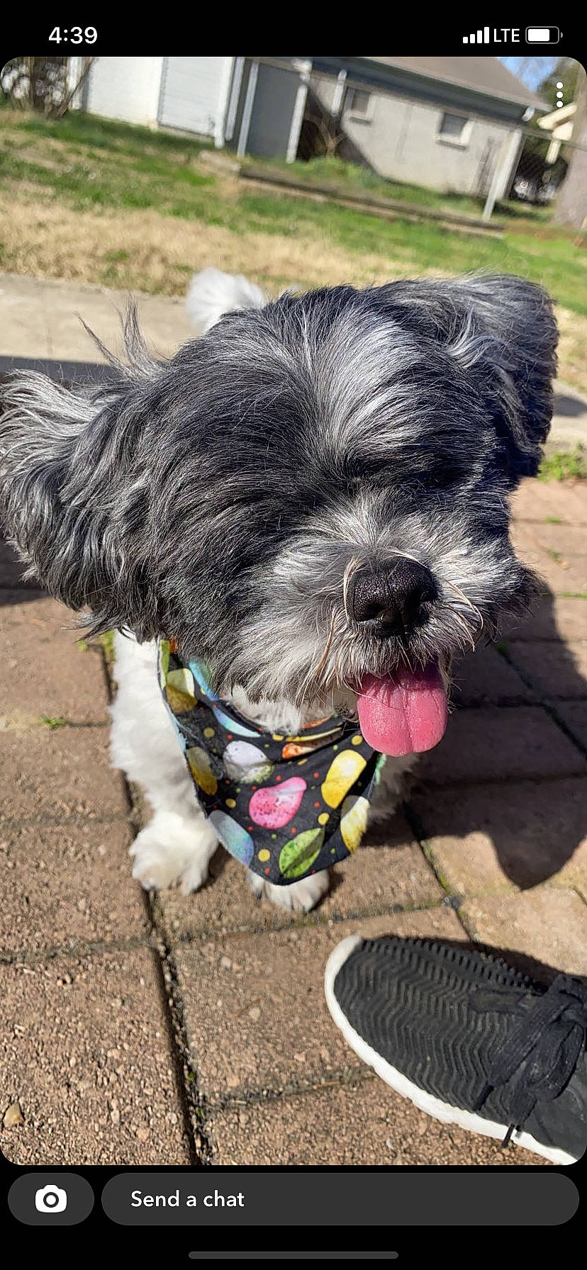 Ekon is registered to the contest to win money with this photo: carnivore, collar, companion_dog, dog, dog_breed, dog_collar, dog_supply, fur, leash, liver, schnauzer, small_terrier, snout, sporting_group, standard_schnauzer, tail, terrier, toy_dog, water_dog, working_animal