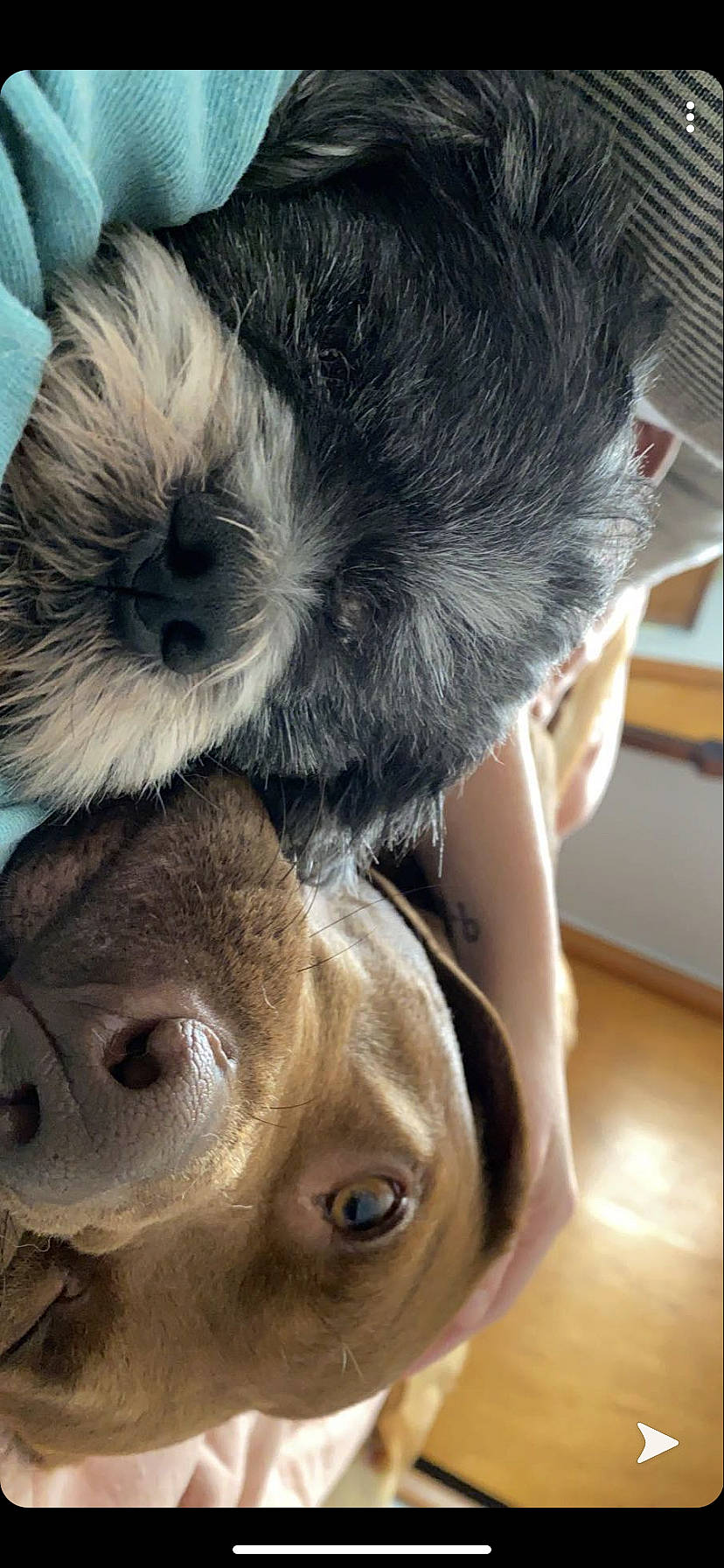 Ekon is registered to the contest to win money with this photo: carnivore, companion_dog, dog, dog_breed, ear, eye, eyelash, fawn, felidae, gesture, happy, liver, mammal, nose, organ, small_to_medium_sized_cats, snout, vertebrate, whiskers, working_animal