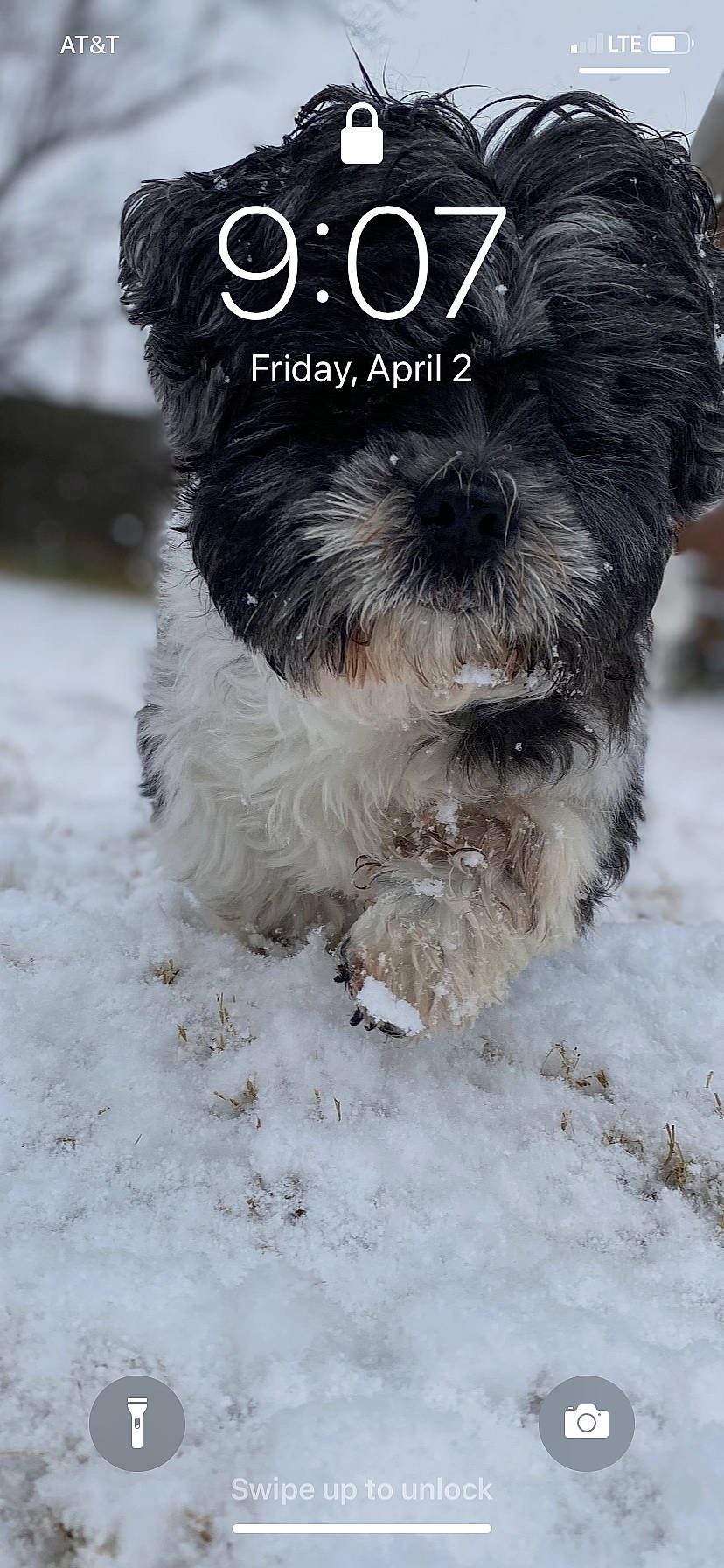 Ekon is registered to the contest to win money with this photo: carnivore, companion_dog, dog, dog_breed, dog_supply, fur, paw, puppy_love, recipe, schnauzer, shih_tzu, small_terrier, snout, snow, sporting_group, tail, terrier, toy_dog, water_dog, winter