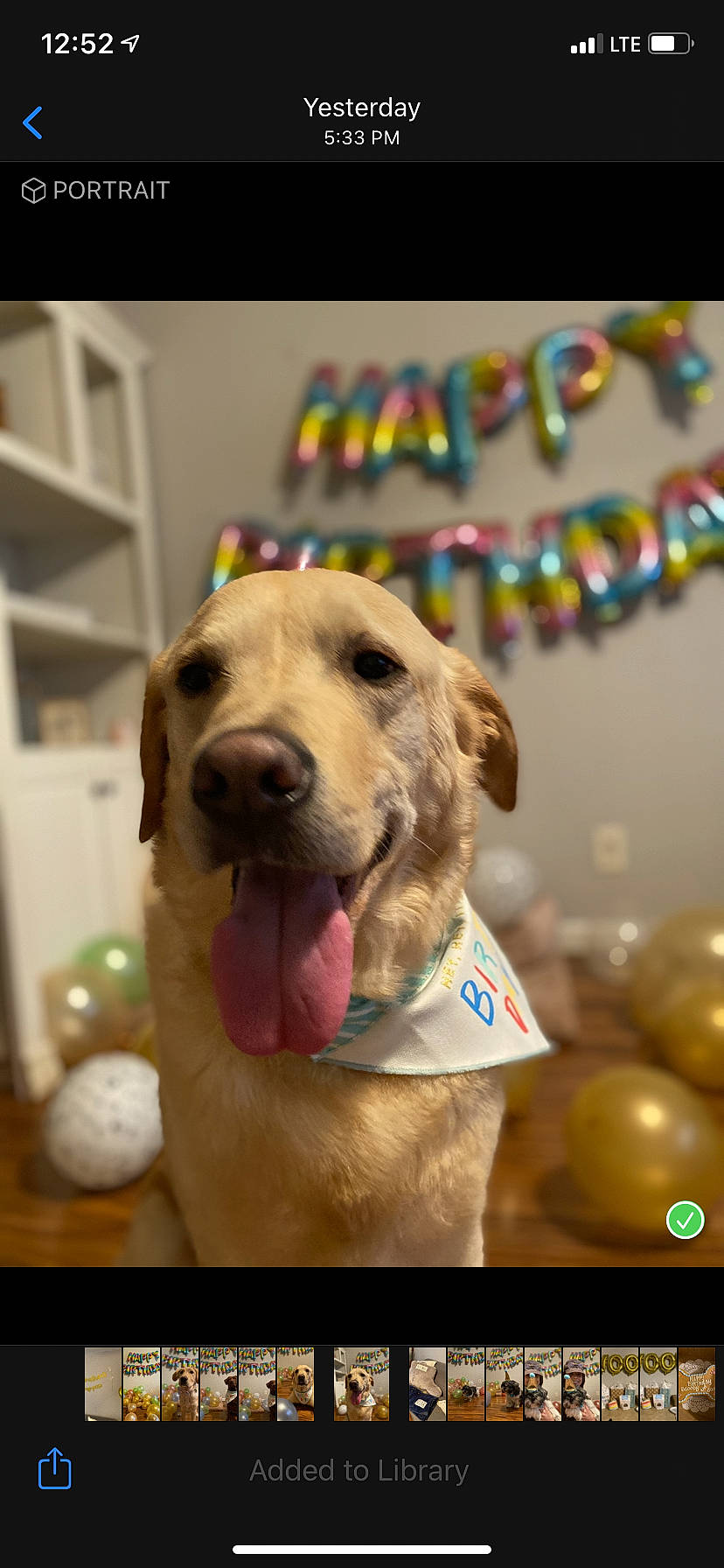 Scooby joined the competition — help win amazing prizes! canidae, carnivore, collar, companion_dog, dog, dog_breed, dog_collar, dog_supply, event, fawn, fun, fur, golden_retriever, happy, pet_supply, retriever, smile, snout, sporting_group, whiskers