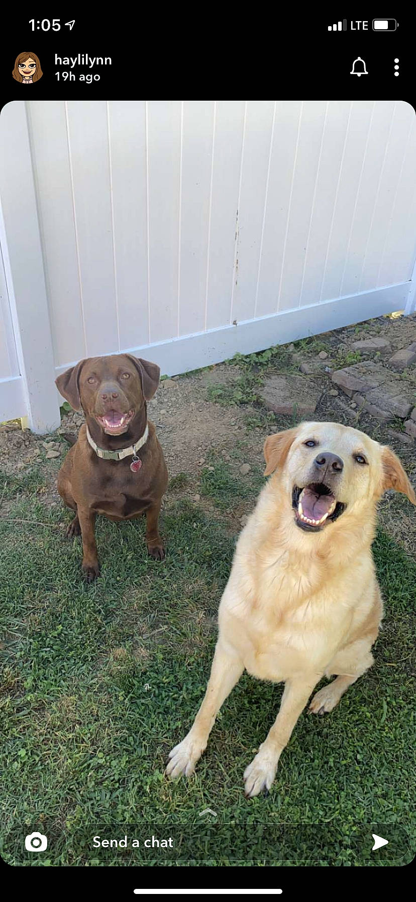 Scooby joined the competition — help win amazing prizes! canidae, carnivore, chair, collar, companion_dog, dog, dog_breed, fawn, grass, guard_dog, gun_dog, labrador_retriever, liver, plant, snout, sporting_group, tail, working_animal, working_dog