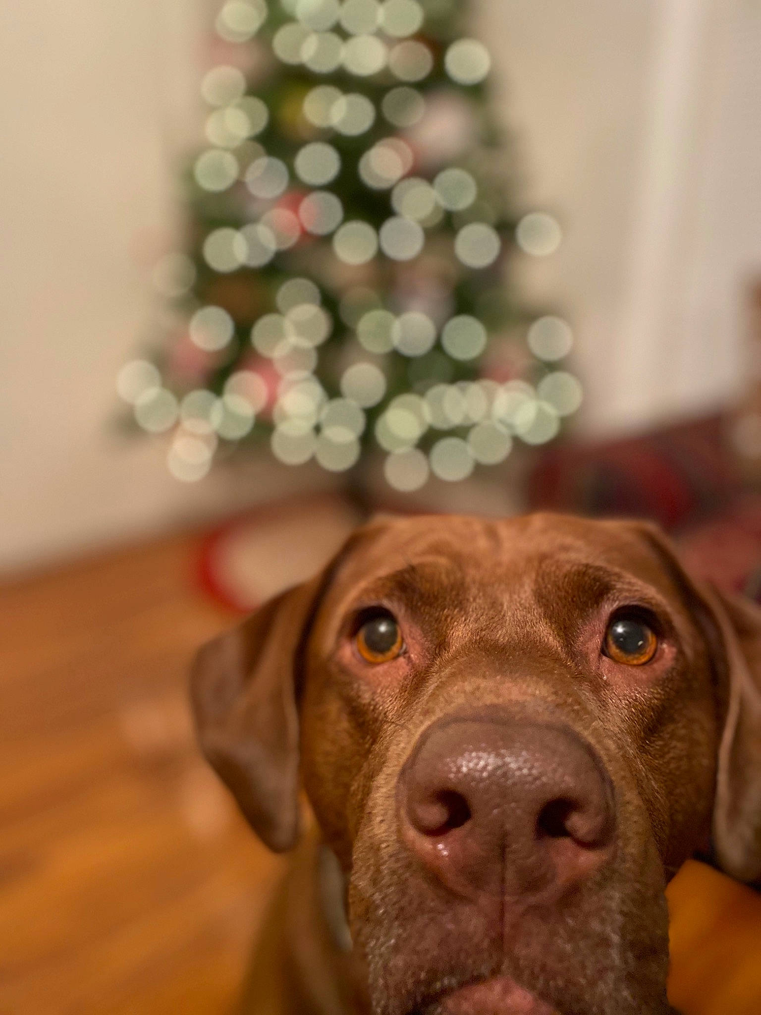 Sandy joined the competition — help win amazing prizes! canidae, carnivore, christmas_ornament, christmas_tree, companion_dog, conifer, dog, dog_breed, event, fawn, fur, hardwood, holiday_ornament, liver, ornament, snout, sporting_group, whiskers, wood, working_animal