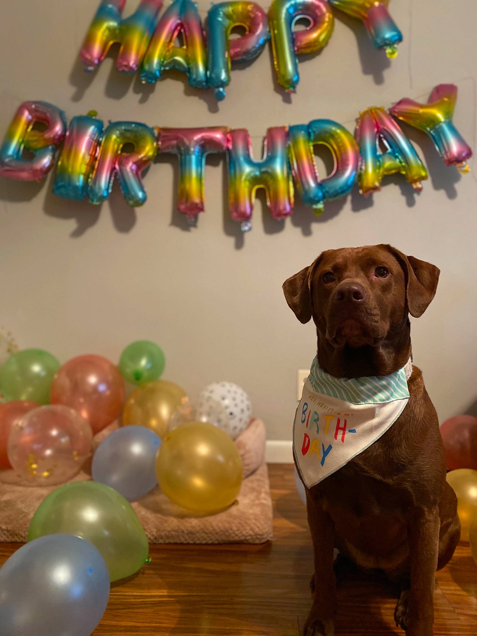 Sandy joined the competition — help win amazing prizes! art, balloon, carnivore, companion_dog, dessert, dog, dog_breed, dog_collar, dog_supply, event, fawn, font, liver, party, party_supply, pet_supply, sporting_group, toy, wood, working_animal