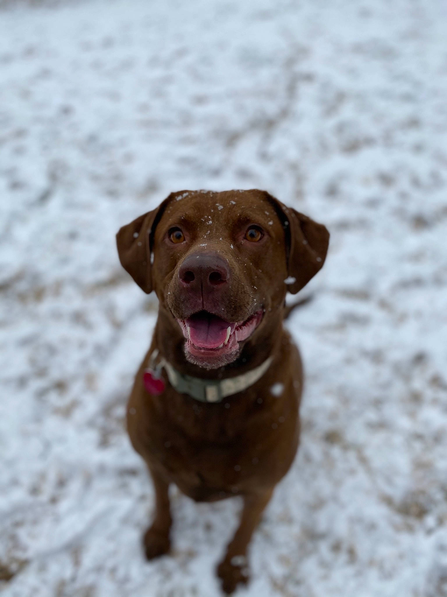 Sandy joined the competition — help win amazing prizes! canidae, carnivore, collar, companion_dog, dog, dog_breed, dog_collar, fawn, fur, gun_dog, hunting_dog, leash, liver, non_sporting_group, snout, snow, sporting_group, whiskers, winter, working_animal