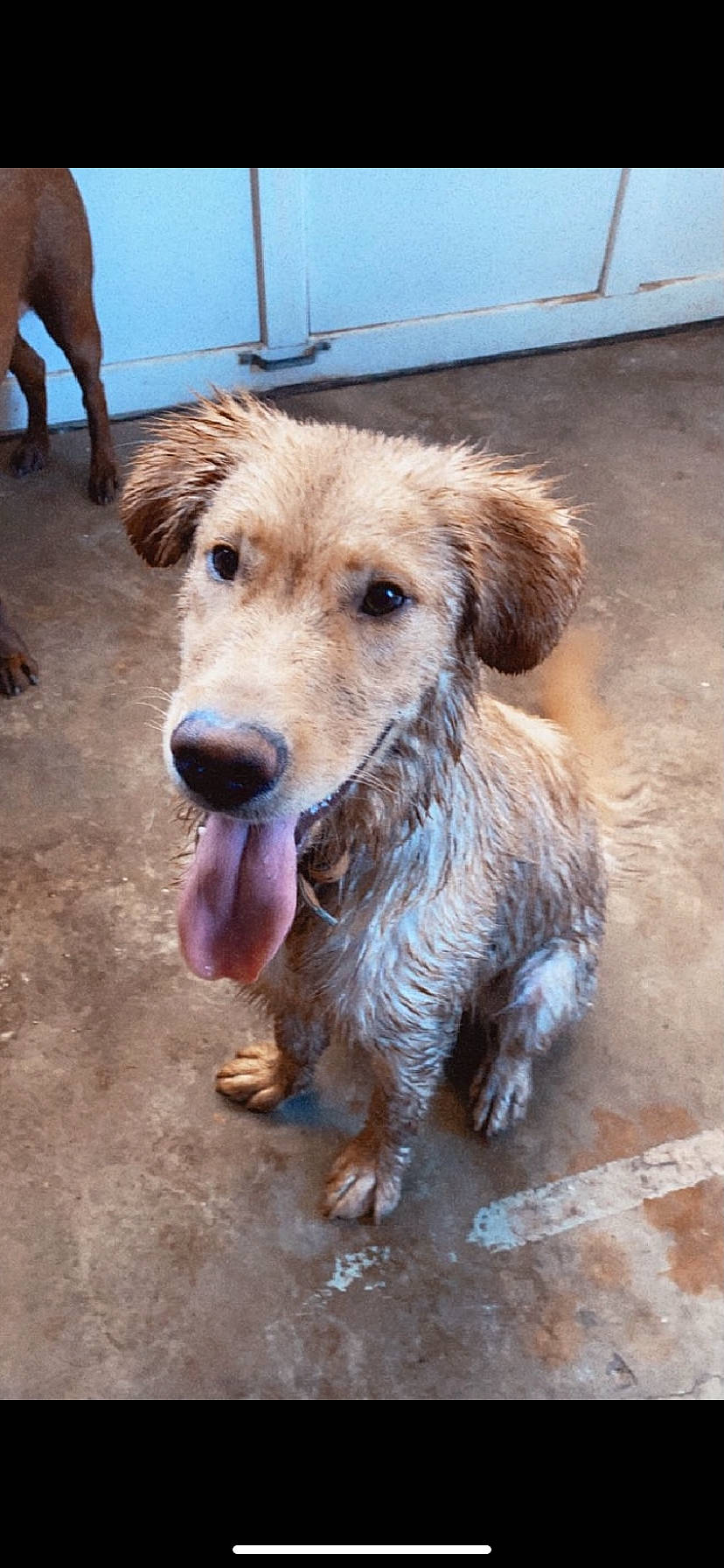 Shaggy is registered to the contest to win money with this photo: canidae, carnivore, companion_dog, dog, dog_breed, fawn, flooring, fur, lakeland_terrier, snout, sporting_group, street_dog, terrestrial_animal, terrier, wood, working_animal, working_terrier