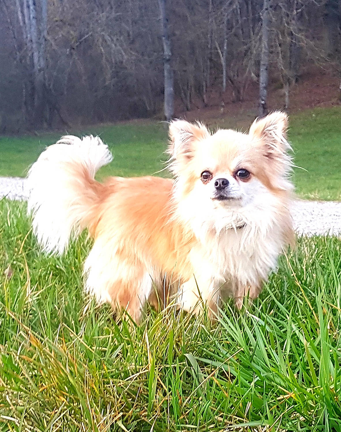 Dyzio participe au concours pour gagner de l'argent avec cette photo : canidae, carnivore, companion_dog, dog, dog_breed, german_spitz, german_spitz_klein, german_spitz_mittel, grass, icelandic_sheepdog, mammal, non_sporting_group, pomeranian, puppy, rare_breed_dog, spitz, sporting_group, toy_dog, vertebrate, volpino_italiano