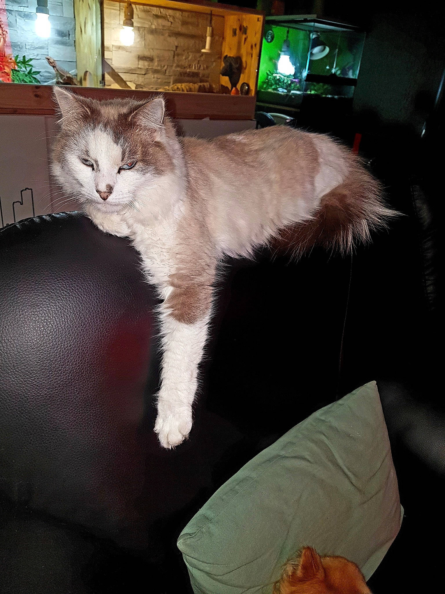 Azzaro participe au concours pour gagner de l'argent avec cette photo : asian, carnivore, cat, domestic_short_haired_cat, european_shorthair, felidae, fur, kitten, leg, night, small_to_medium_sized_cats, tail, whiskers