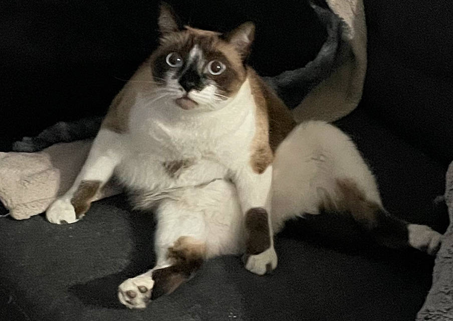 Johnny is registered to the contest to win money with this photo: carnivore, cat, comfort, felidae, fur, siamese, small_to_medium_sized_cats, tail, terrestrial_animal, whiskers