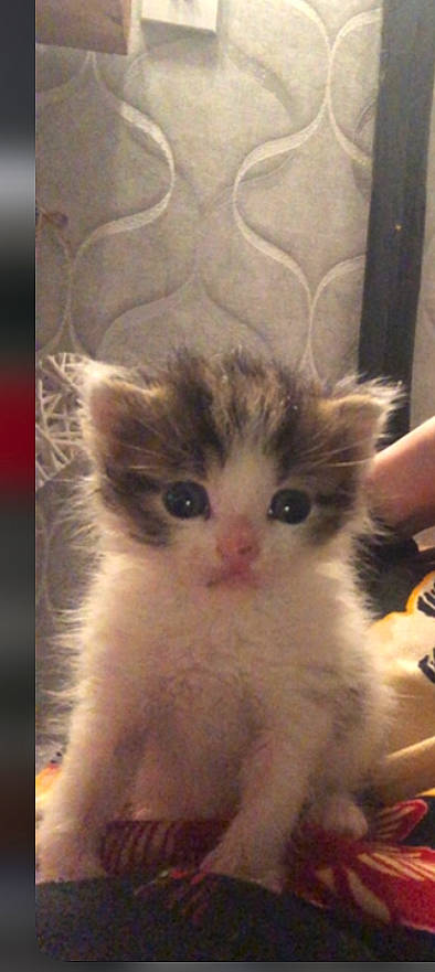 Cassie joined the competition — help win amazing prizes! carnivore, cat, claw, domestic_short_haired_cat, eye, fawn, felidae, fur, head, iris, paw, small_to_medium_sized_cats, snout, tail, whiskers