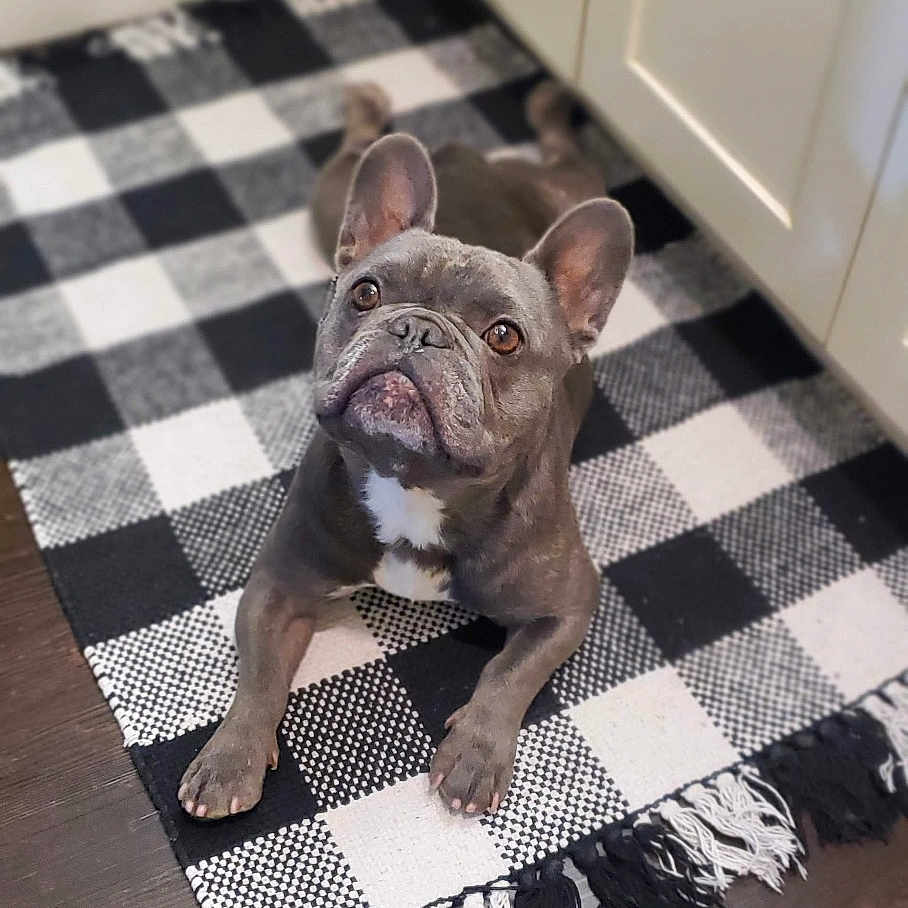 Nipsey is registered to the contest to win money with this photo: animal, bostonbull, boxer, bulldog, canine, dog, dogbed, frenchbulldog, hardwood, homedecor, indoors, interiordesign, mat, pet, pitbull, puppy, rug, stainedwood, wood