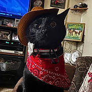 Rascal is registered to the contest to win money with this photo: cat, black_cat, hat, bandana, cowboy, pet, indoor, living_room, sofa, decor, framed_photos, painting, furniture, collar, animal, portrait, cute, costume, pet_accessory, domestic_animal