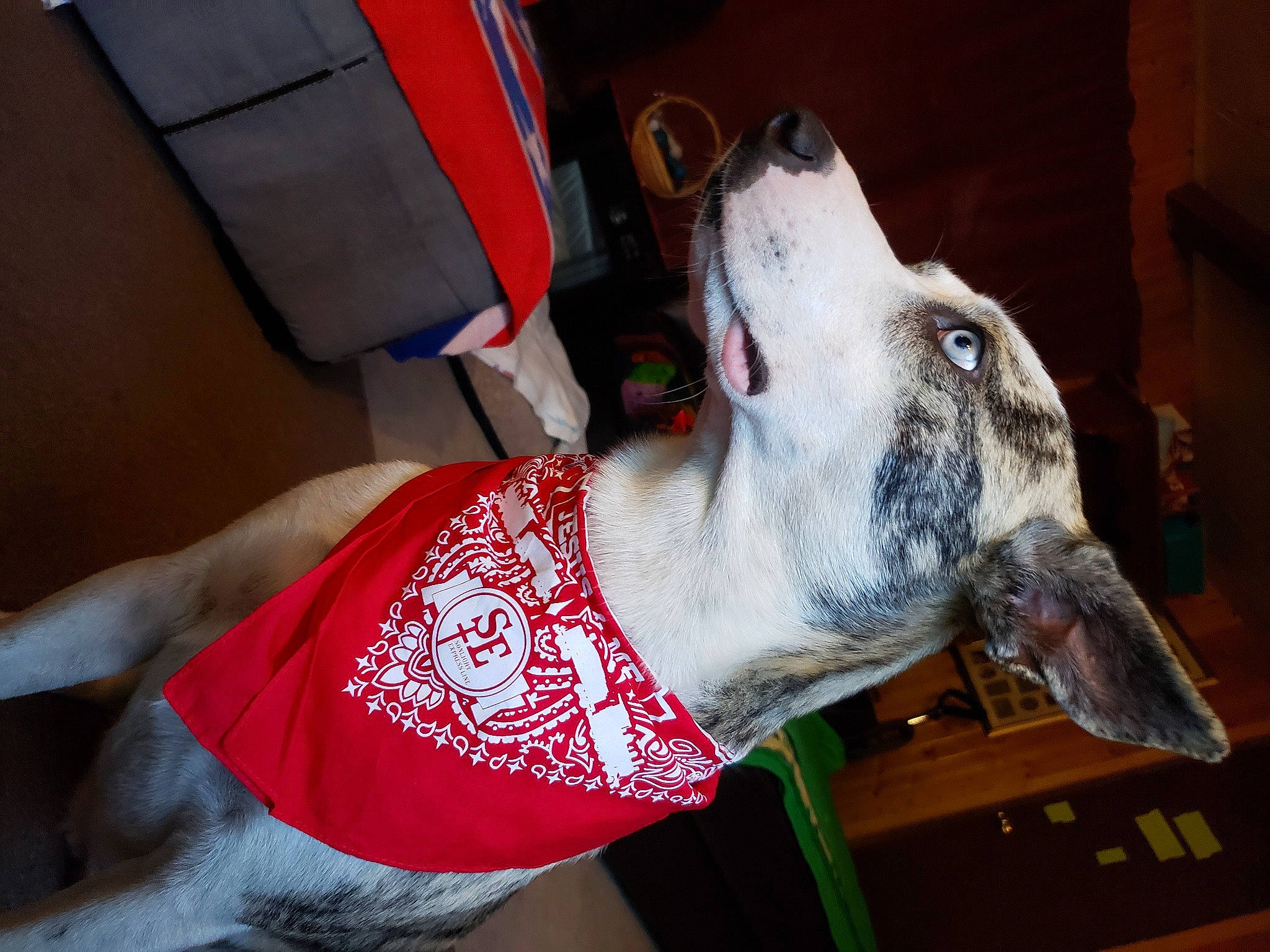 Harrison is registered to the contest to win money with this photo: art, canidae, carmine, carnivore, collar, companion_dog, dog, dog_breed, event, fawn, fur, human_leg, non_sporting_group, pattern, sleeve, snout, sporting_group, terrestrial_animal, whiskers, working_animal