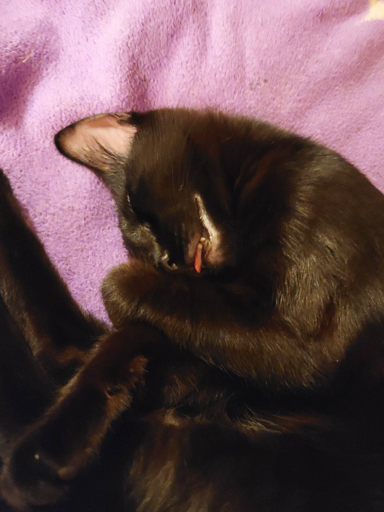 Rita joined the competition — help win amazing prizes! black_cat, bombay, brown, carnivore, cat, close_up, comfort, domestic_short_haired_cat, ear, felidae, fur, grey, mammal, small_to_medium_sized_cats, snout, tail, textile, tints_and_shades, vertebrate, whiskers