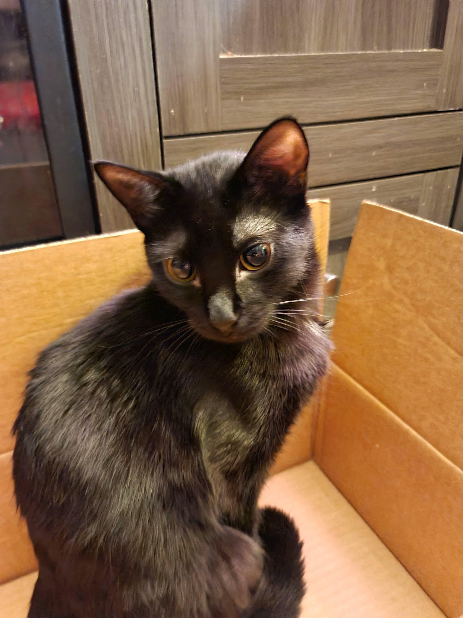 Rita joined the competition — help win amazing prizes! black_cat, box, carnivore, carton, cat, cat_furniture, cat_supply, comfort, domestic_short_haired_cat, door, ear, felidae, fur, pet_supply, shipping_box, small_to_medium_sized_cats, tail, whiskers, window, wood
